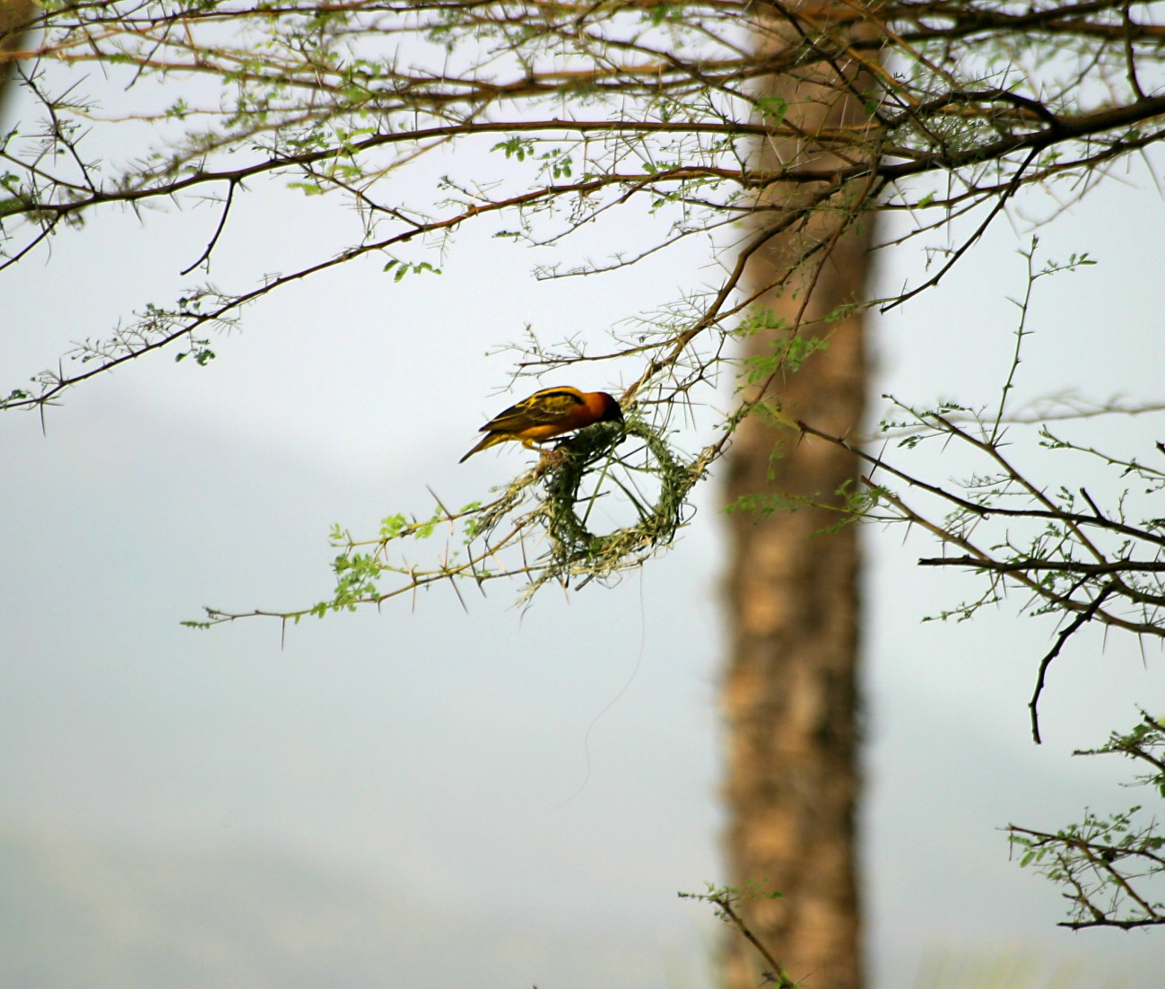 Pájaros construyendo un nido sobre las ramas de un árbol